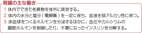 腎臓の主な働き